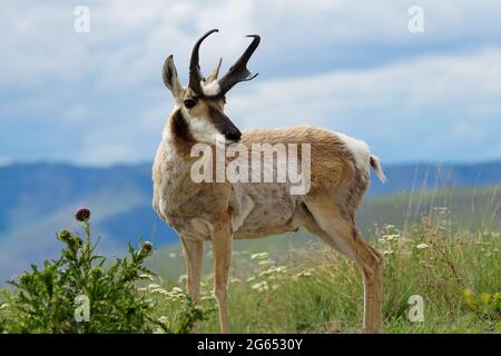 Das wunderschöne Pronghorn, Antilocapra americana, hat fantastische Markierungen und einzigartige Hörner anstelle von Geweihen Stockfoto