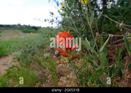 Scharlachrote Pinselpflanze im Matthews Winters Park in Golden Colorado Stockfoto