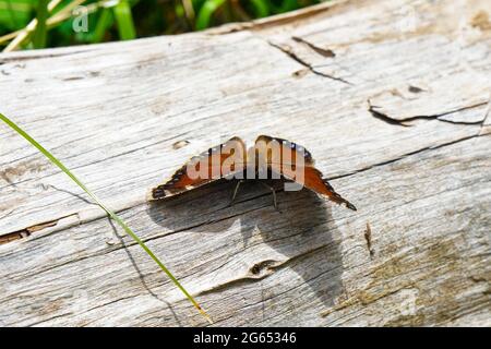 Ein orangefarbener Schmetterling ruht auf einem Stück totem Holz, bevor er wieder in die Flucht geht Stockfoto