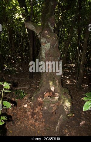 Ein subtropischer Lorbeerwald bedeckt die Höhen von La Gomera auf den Kanarischen Inseln im Nationalpark Garajonay. Stockfoto