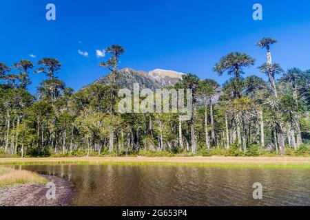 Laguna Toro See im Nationalpark Huerquehue, Chile Stockfoto