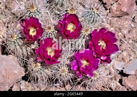 Engelmanns Igelkaktus blüht (Echinocereus engelmannii) entlang des Arizona Trail, Arizona, USA Stockfoto