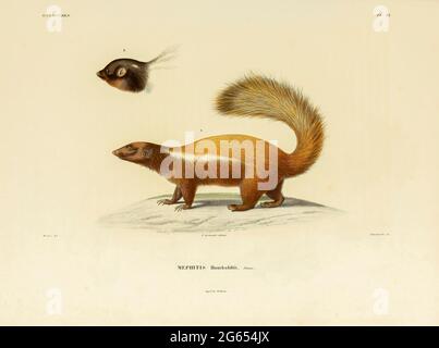 Humboldts Schweinnasen-Skunk, Illustration Stockfoto