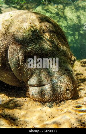 Westindischer Seekühe, Homossasa Springs, Florida Stockfoto