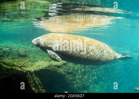 Westindischer Seekühe, Homossasa Springs, Florida Stockfoto