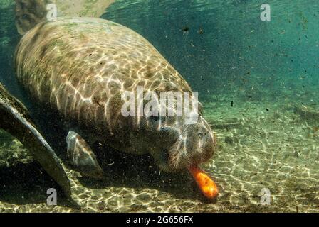 Westindischer Seekühe, Homossasa Springs, Florida Stockfoto