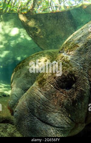 Westindischer Seekühe, Homossasa Springs, Florida Stockfoto