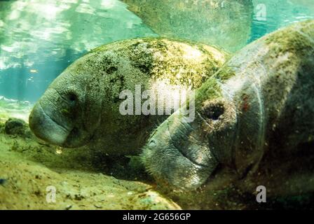 Westindischer Seekühe, Homossasa Springs, Florida Stockfoto