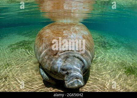 Westindischer Seekühe, Homossasa Springs, Florida Stockfoto