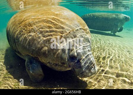 Westindischer Seekühe, Homossasa Springs, Florida Stockfoto