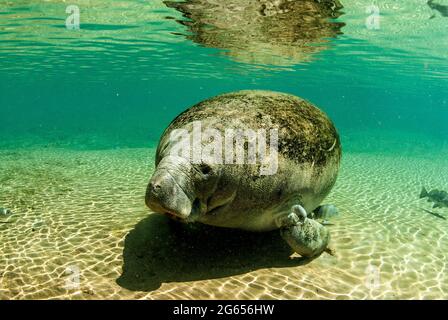 Westindischer Seekühe, Homossasa Springs, Florida Stockfoto