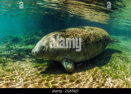 Westindischer Seekühe, Homossasa Springs, Florida Stockfoto