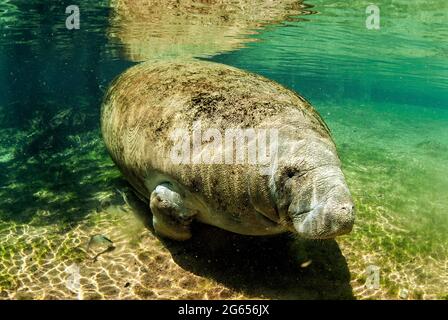 Westindischer Seekühe, Homossasa Springs, Florida Stockfoto