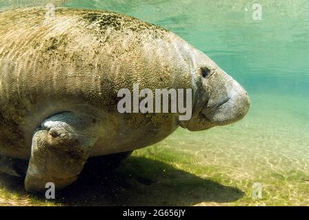 Westindischer Seekühe, Homossasa Springs, Florida Stockfoto