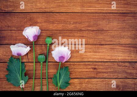 Zarte rosa Mohnblumen auf einem hölzernen Hintergrund mit Platz für Design. Stockfoto