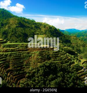 Greenview Feld der herrlichen Reisterrassen Stockfoto