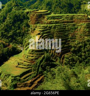 Greenview Feld der herrlichen Reisterrassen Stockfoto