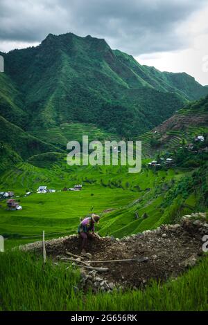 Greenview Feld der herrlichen Reisterrassen Stockfoto