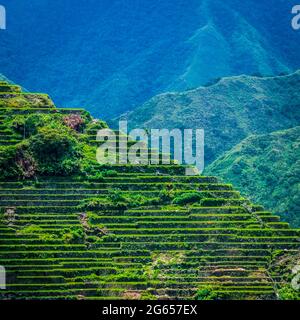 Greenview Feld der herrlichen Reisterrassen. Stockfoto