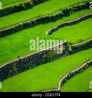 Greenview Feld der herrlichen Reisterrassen. Stockfoto