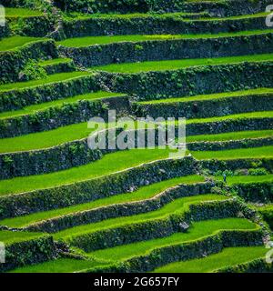 Greenview Feld der herrlichen Reisterrassen. Stockfoto