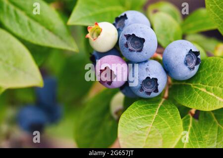 Blaubeere - Vaccinium angustifolium reifen im Garten Stockfoto