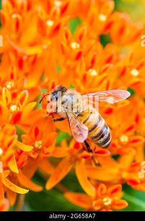 Nahaufnahme einer Honigbiene (APIs mellifera) auf den orangen Blüten des Schmetterlingsgras (Asclepias tuberosa). Stockfoto