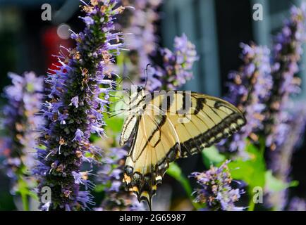 Ein östlicher Tiger-Schwalbenschwanz (Papilio glaucus) mit geschlossenen Flügeln ernährt sich von Anishysop (Agastache foeniculum). Nahaufnahme. Speicherplatz kopieren. Long Island, NY. Stockfoto