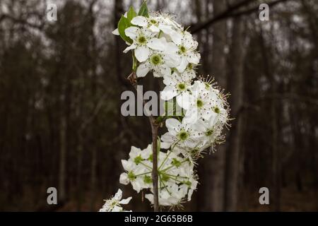 Dogwood blüht auf einem Zweig im Frühling in Georgien Stockfoto