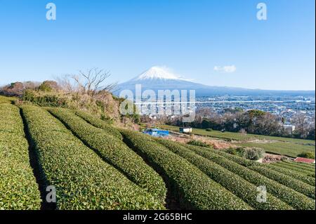 Berg Fuji mit Schnee- und Grüntee-Plantage in Yamamoto, Fujinomiya, Präfektur Shizuoka, Japan. Luftaufnahme der Stadt Fujinomiya. Stockfoto