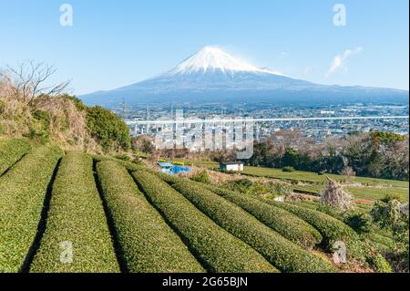 Berg Fuji mit Schnee- und Grüntee-Plantage in Yamamoto, Fujinomiya, Präfektur Shizuoka, Japan. Luftaufnahme der Stadt Fujinomiya. Stockfoto