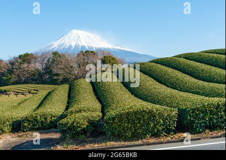 Berg Fuji mit Schnee- und Grüntee-Plantage in Yamamoto, Fujinomiya, Präfektur Shizuoka, Japan. Stockfoto