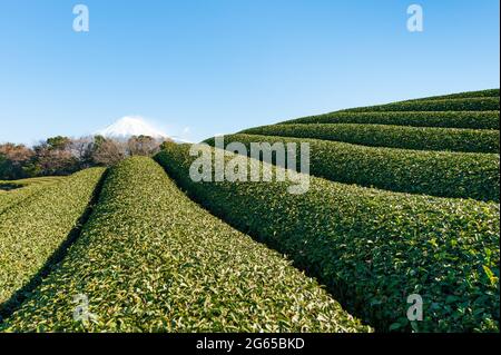 Berg Fuji mit Schnee und Nahaufnahme einer Grüntee-Plantage in Yamamoto, Fujinomiya, Präfektur Shizuoka, Japan. Stockfoto