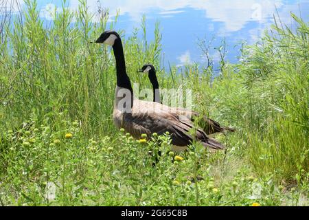 Züchtende Kanadagänse am Seeufer, die durch üppige frühlingshafte, wilde Gräser und Vegetation wandern Stockfoto