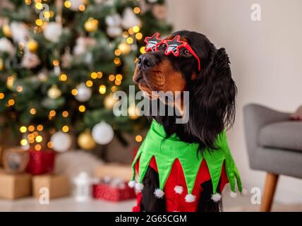 Hund in der Nähe von weihnachtsbaum zu Hause Stockfoto