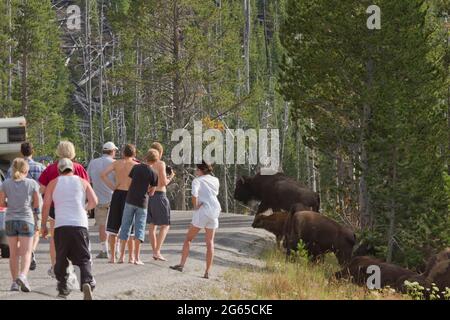 Touristen beobachten genau, wie eine Herde von Bisons die Straße überquert. Stockfoto
