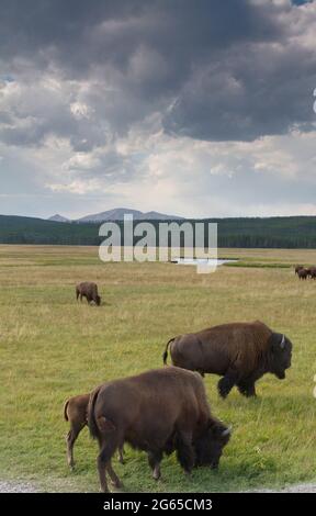 Bison ernähren sich von Wiese unter Gewitterhimmel. Stockfoto