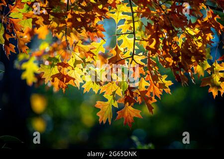 Nahaufnahme von bunten Herbstblättern. Glen Innes, NSW, Australien Stockfoto