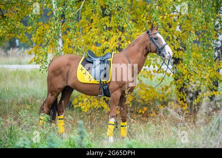 Ein sattgeltes rotes Pferd mit einem gelben Satteltuch und Verbänden steht auf einem Feld aus hohem Gras vor dem Hintergrund von Herbstbirken mit gelb-grün Stockfoto