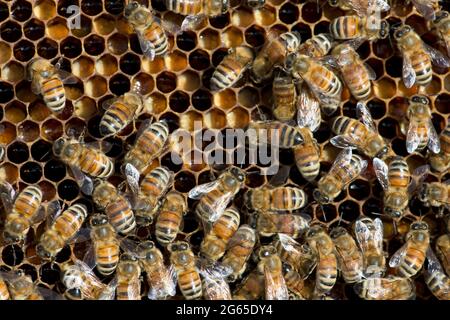 Honigbienen (APIs mellifera) auf Wabenrahmen in einem Bienenstock in SW Idaho. Stockfoto