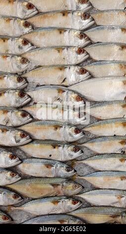 Muster aus frischen Makrelenfischen Stockfoto