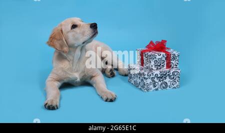 Ein niedlicher lustiger Welpe von Golden Retriever liegt auf blauem Hintergrund mit Geschenken und schaut nach oben. Hochwertige Fotos mit Labrador und Kopierbereich Stockfoto