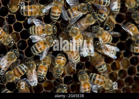 Honigbienen (APIs mellifera) auf Wabenrahmen in einem Bienenstock in SW Idaho. Stockfoto
