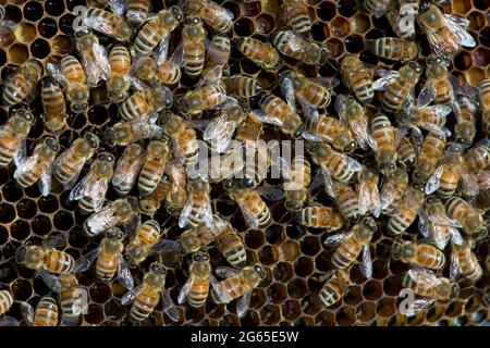 Honigbienen (APIs mellifera) auf Wabenrahmen in einem Bienenstock in SW Idaho. Stockfoto