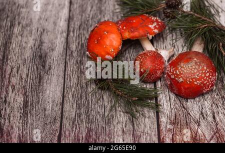 Rote Fliege-Agaric-Pilze auf einem hölzernen Hintergrund. Stockfoto