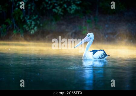 Australischer Pelikan (Pelecanus auffallillatus) schwimmt auf dem Teich mit Nebel auf dem Wasser. Stockfoto