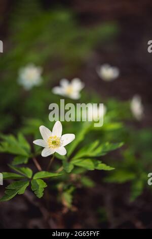 Holzanemonenblüten (Anemonoides nemorosa) blühen im Frühjahr, eine vertikale Nahaufnahme. Stockfoto