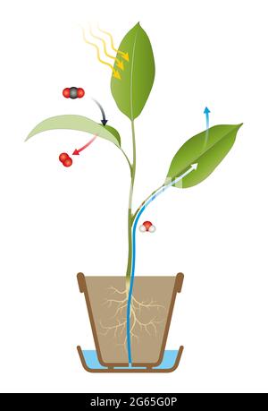 Prozessdiagramm Zur Photosynthese Stockfoto
