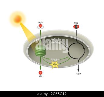 Photosynthese von Chloroplast Stockfoto