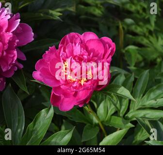Pfingstrose, Paeonia ist eine wichtige Heilpflanze mit lila, roten, gelben und weißen Bluetten. You will also be used in the Medizin. Pfingstrose, Paeonia Stockfoto